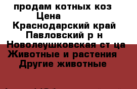 продам котных коз › Цена ­ 6 500 - Краснодарский край, Павловский р-н, Новолеушковская ст-ца Животные и растения » Другие животные   